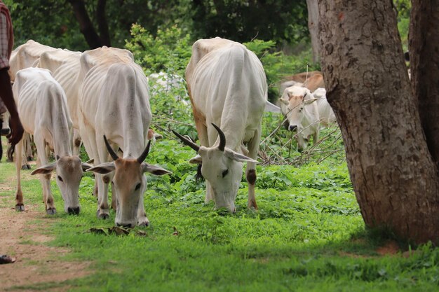 Foto cavalli in un campo