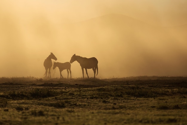 Foto cavalli in un campo