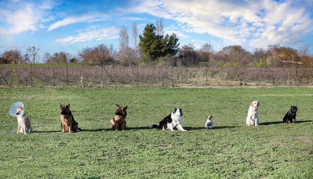 Photo horses on field