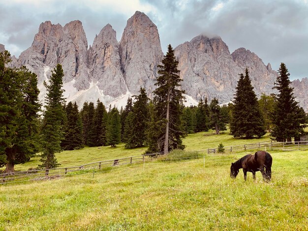 Photo horses in a field