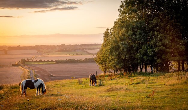 Foto cavalli in un campo