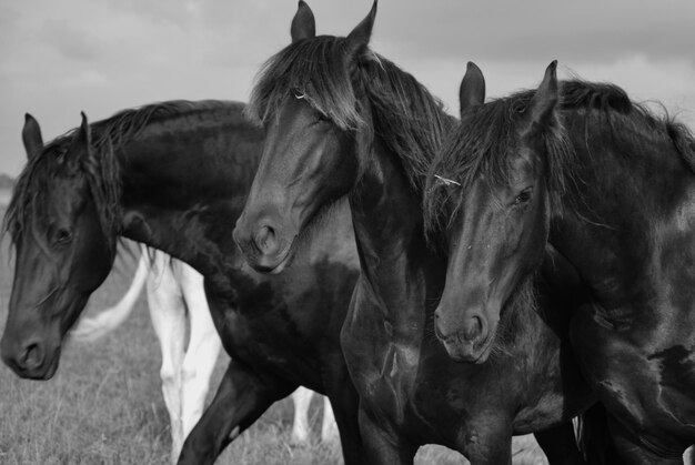 Foto cavalli in un campo