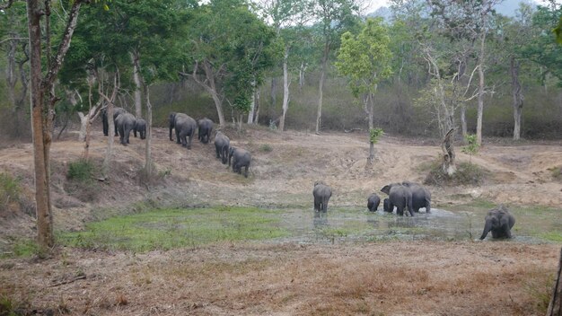 Foto cavalli in un campo