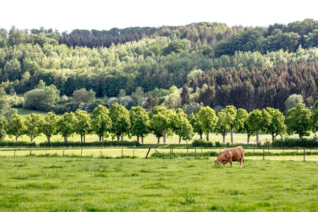 Foto cavalli in un campo