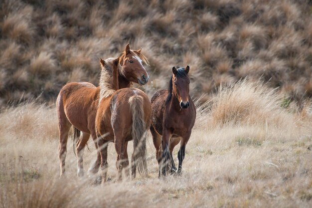 Photo horses in a field