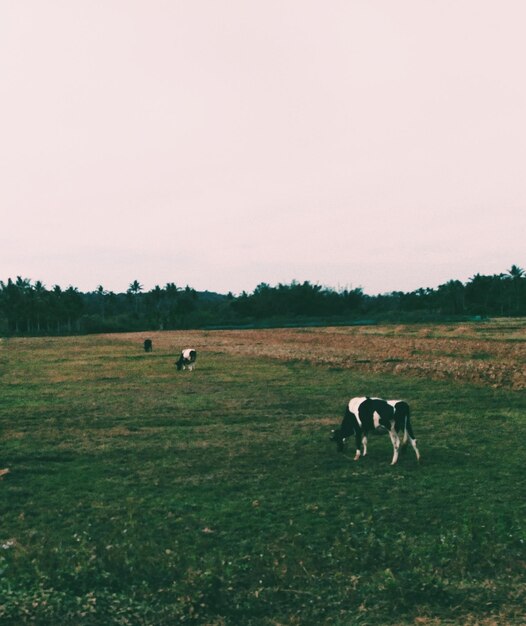 Photo horses in a field