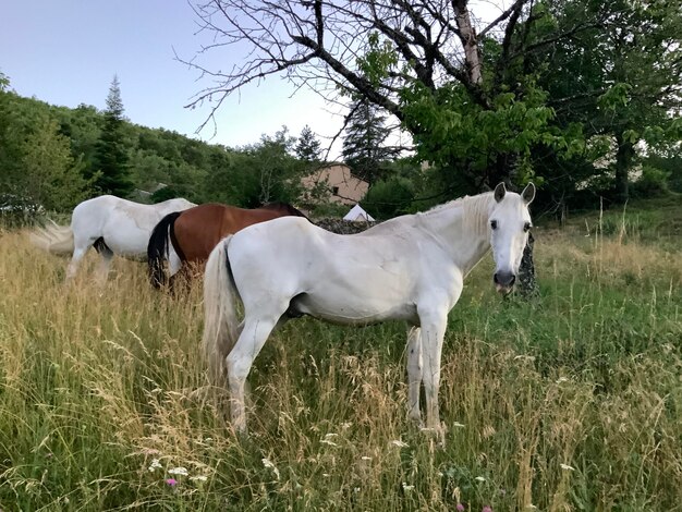 Photo horses in a field