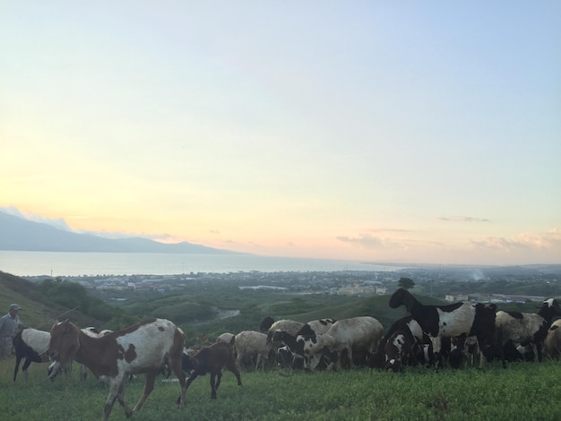 Foto cavalli in un campo