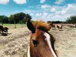 Photo horses in a field