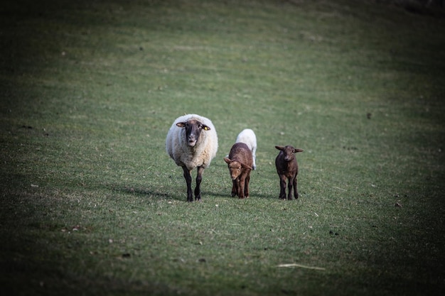 Photo horses on a field