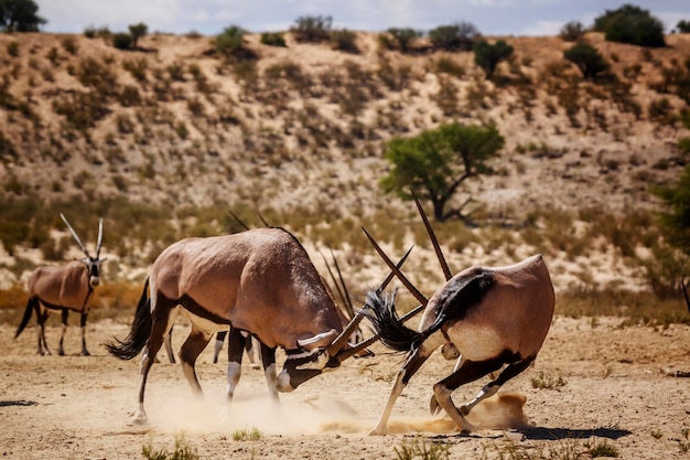 Foto cavalli in un campo