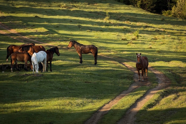 Photo horses in a field