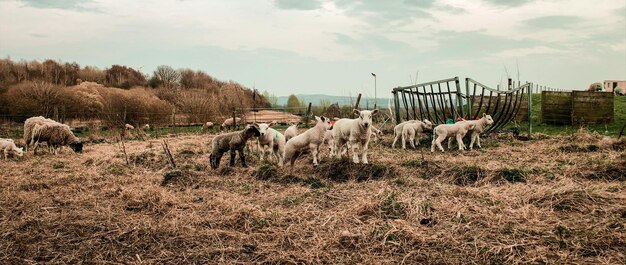 Photo horses in a field