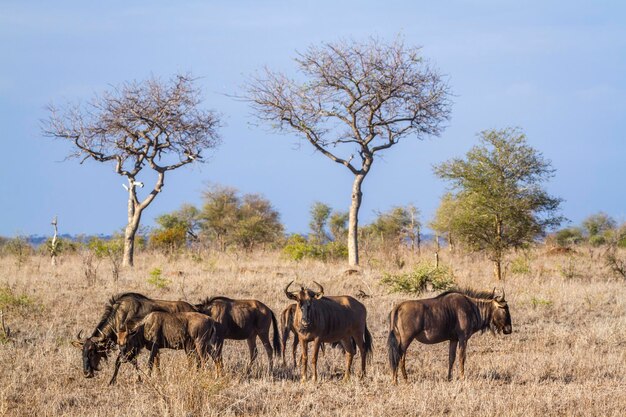 Photo horses in a field