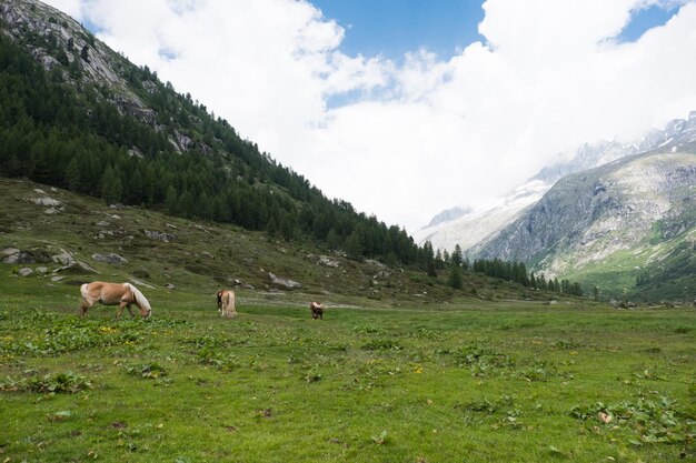 Foto cavalli in un campo