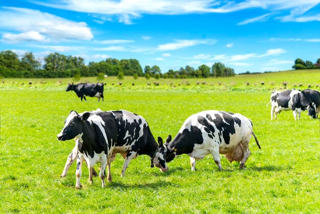 Photo horses in a field