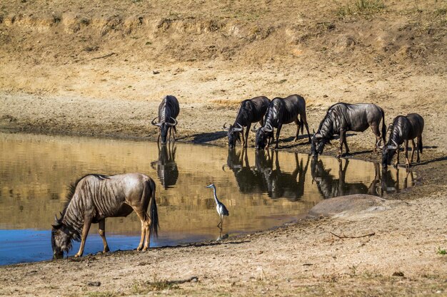 Foto cavalli in un campo