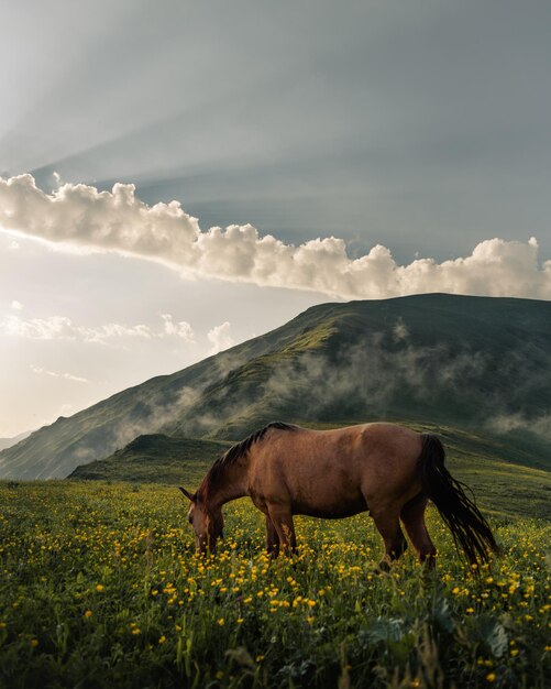 Photo horses in a field