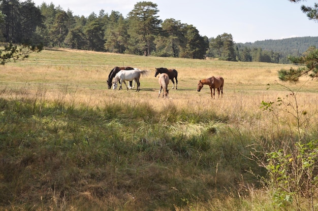 Photo horses in a field