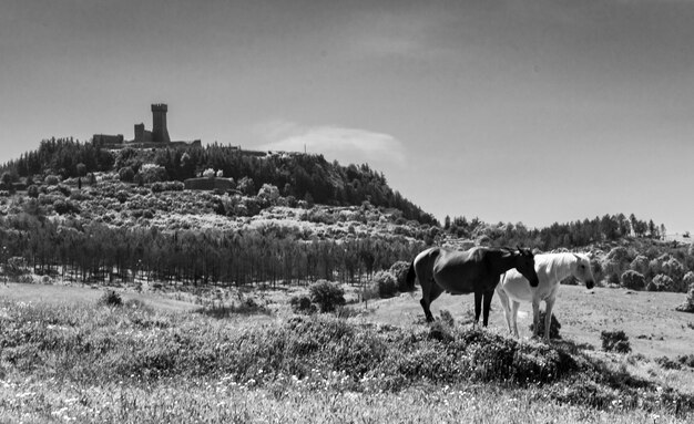 Photo horses in a field