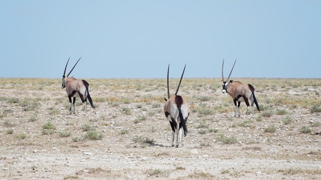 Foto cavalli in un campo