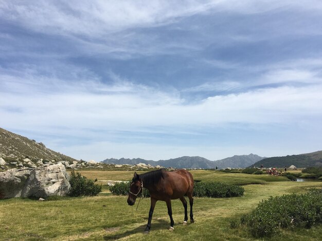 Foto cavalli in un campo