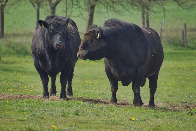 Foto cavalli in un campo