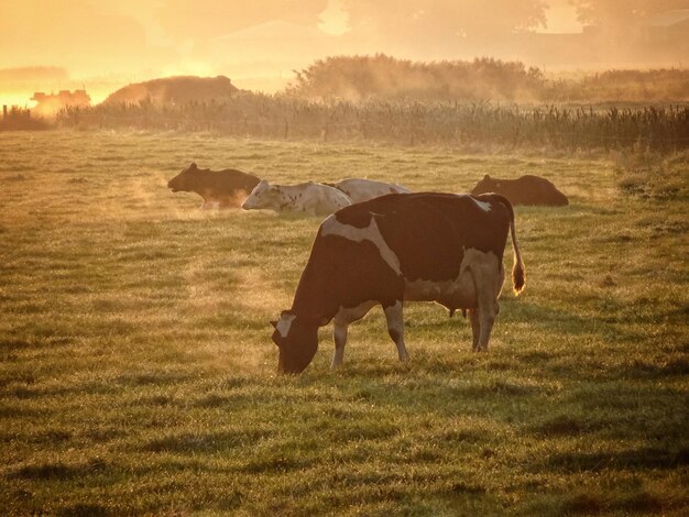 Photo horses in a field