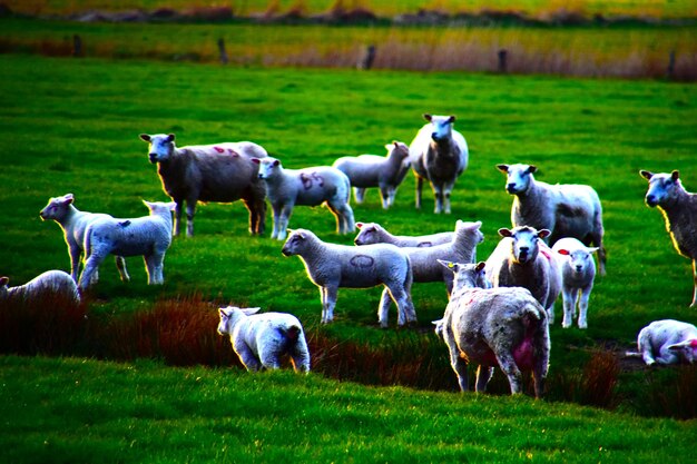 Horses in a field