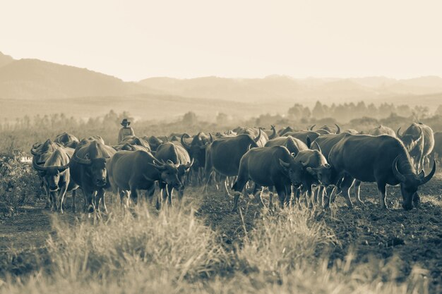 Foto cavalli in un campo