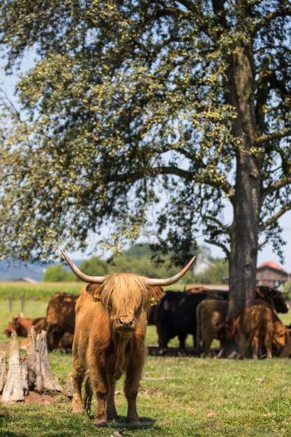 Foto cavalli in un campo