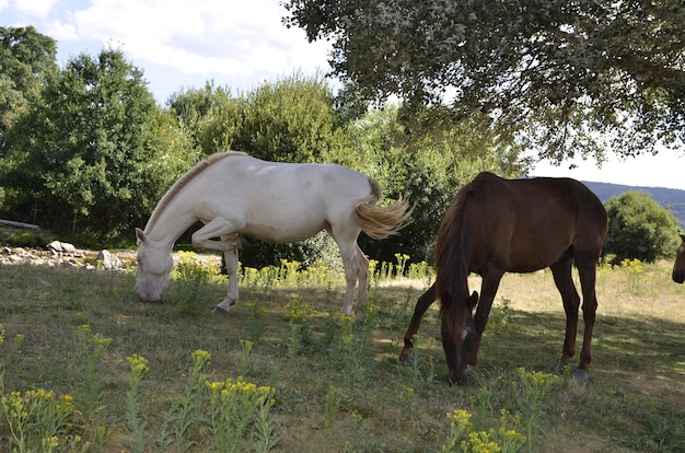 horses in the field