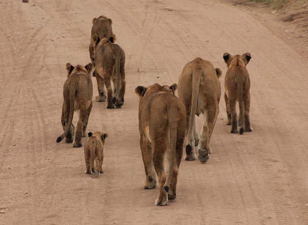 Photo horses on floor