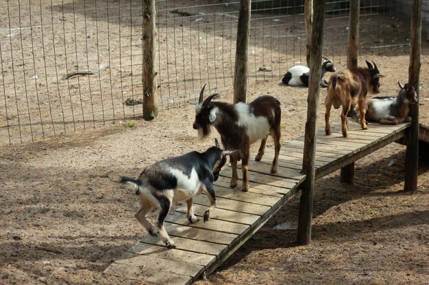 Photo horses on floor