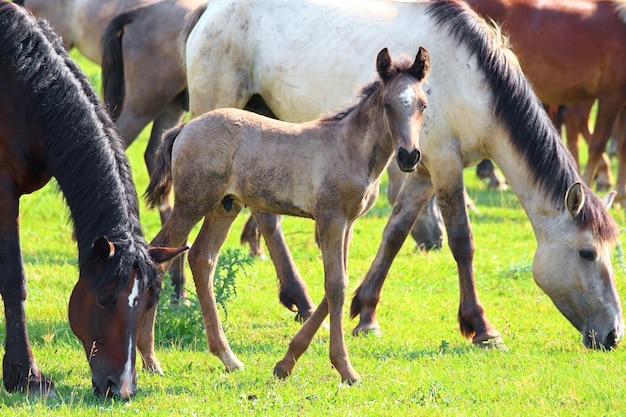 Horses and foal grazing on pasture