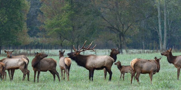 Photo horses in forest