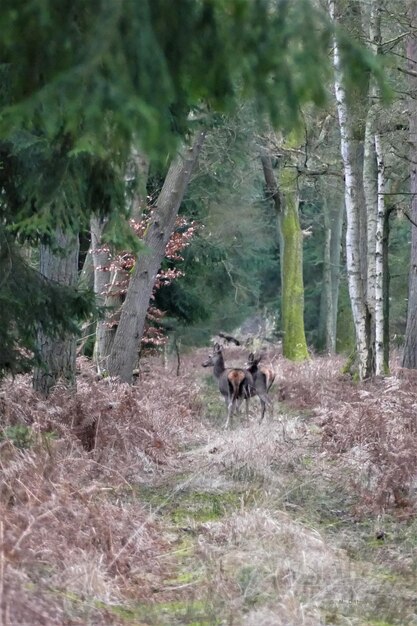 Photo horses in a forest