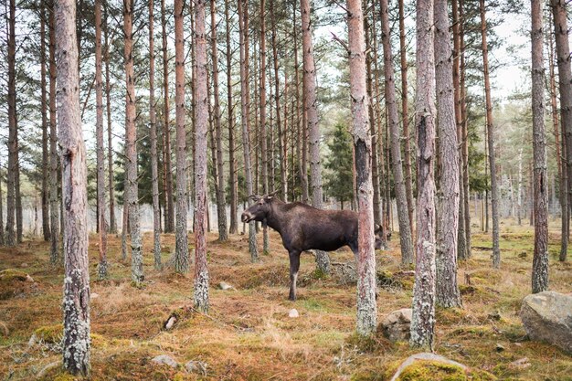 Foto cavalli nella foresta