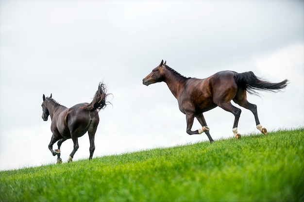 Horses galloping in a field