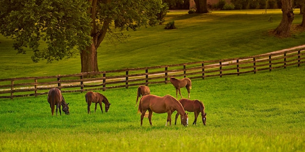 Photo horses gazing in a field at sunset