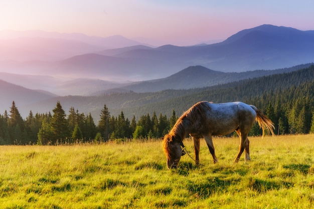 Horses on grass at high-land pasture