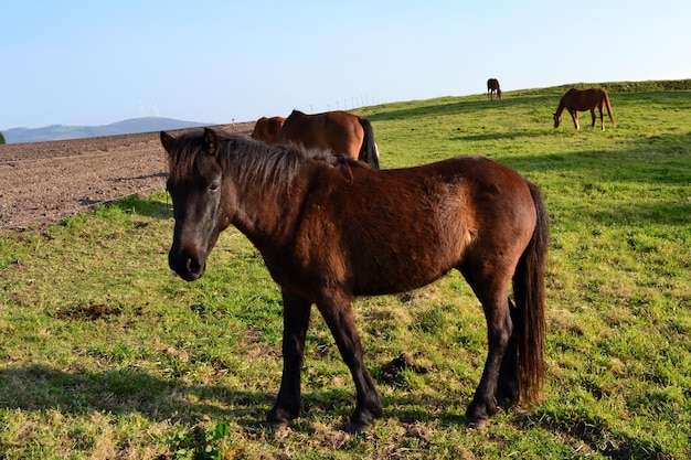 草原の馬