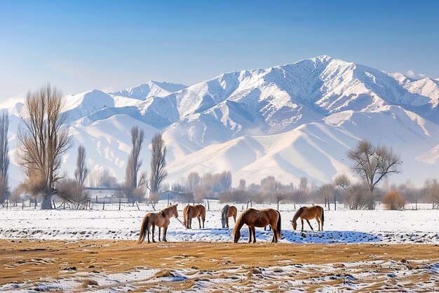 Horses on a grassy pasture with snowy mountains in the background