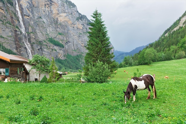 Horses graze in the alps Switzerland