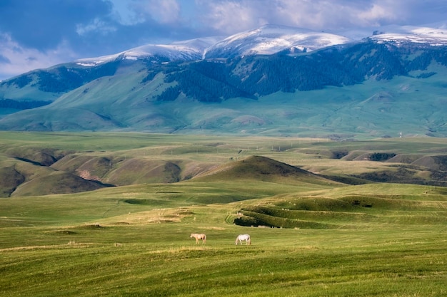 日の出のカザフスタンの雪に覆われた峰と野原の天山山脈のある美しい山の風景を背景に馬が放牧される