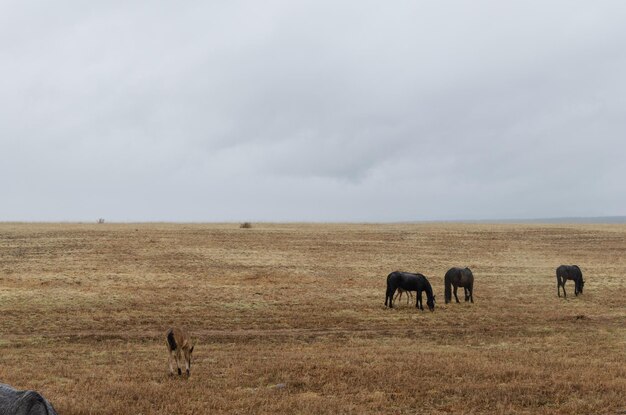 Horses graze on the field in the rain Autumn cloudy weather