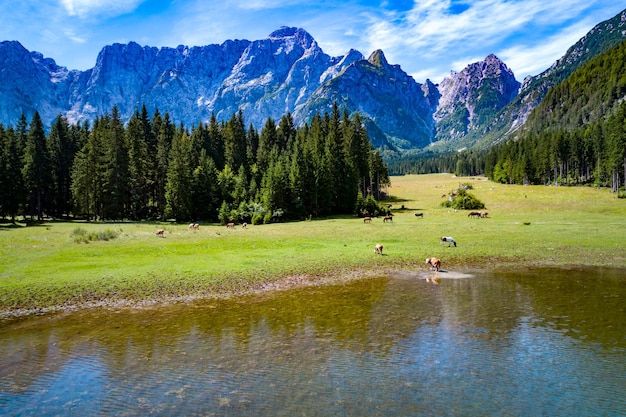 馬は緑の野原で放牧します。 Lago di FusineSuperioreイタリアアルプス湖。