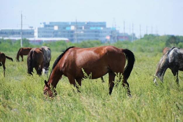 緑の牧草地で馬が放牧されています