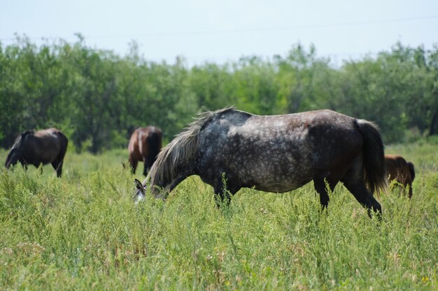 Horses graze in a green meadow