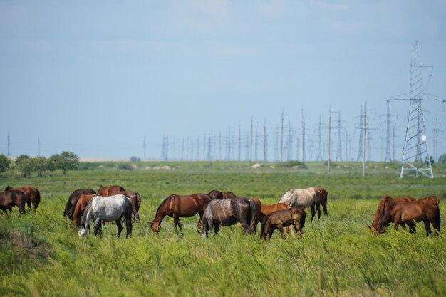 緑の牧草地で馬が放牧されています